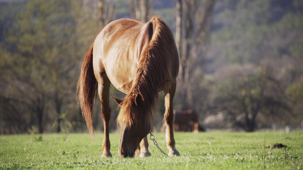 horse-grazing-2500w-600